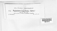Phyllachora lespedezae image